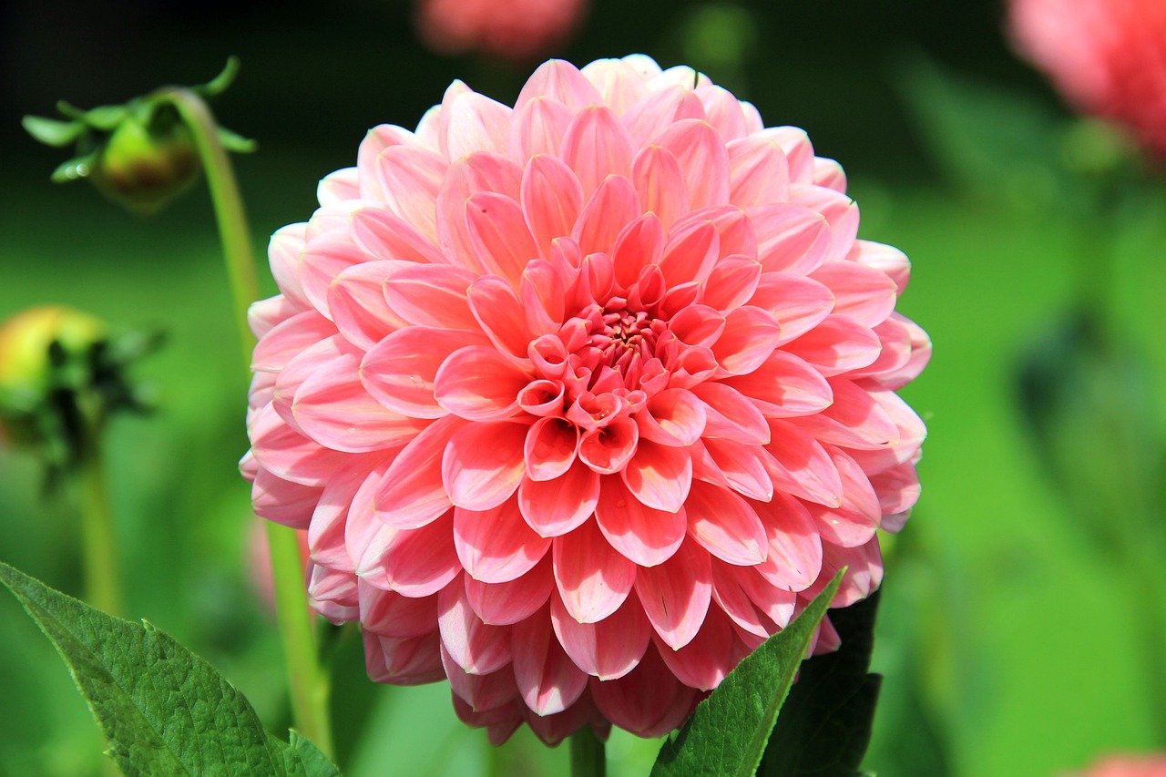 a close up of a pink flower with green leaves, giant dahlia flower head, flowers with very long petals, giant daisy flowers head, amber