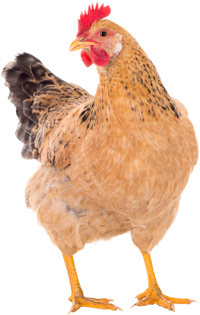 a close up of a chicken on a white background, a pastel, by Josef Dande, pixabay, side view close up of a gaunt, photostock, a blond, fullbody photo
