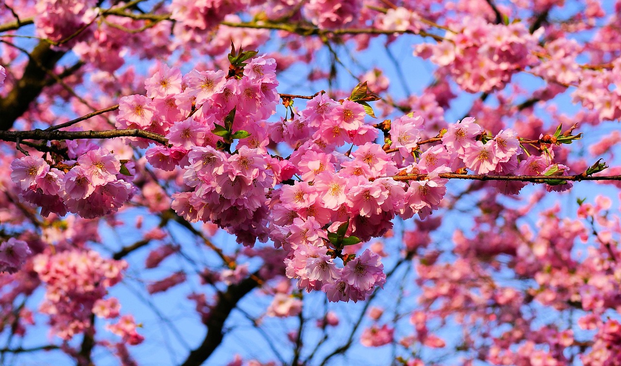 a tree with pink flowers against a blue sky, a photo, sōsaku hanga, beautiful flower, sakura bloomimg, 中 元 节, dayglo pink and blue