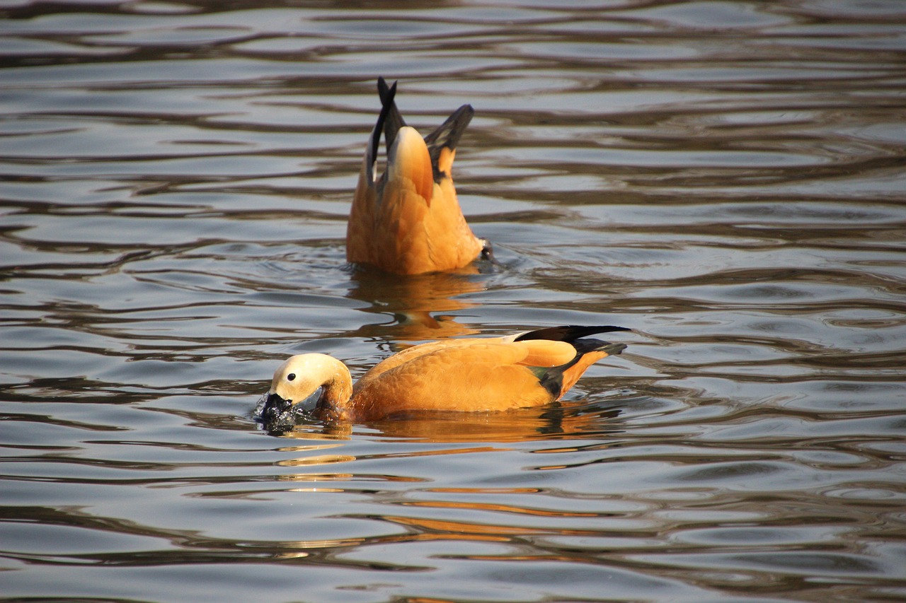 a couple of ducks floating on top of a body of water, by Robert Brackman, flickr, baroque, in orange clothes) fight, bangalore, jin shan, bald male swashbuckler