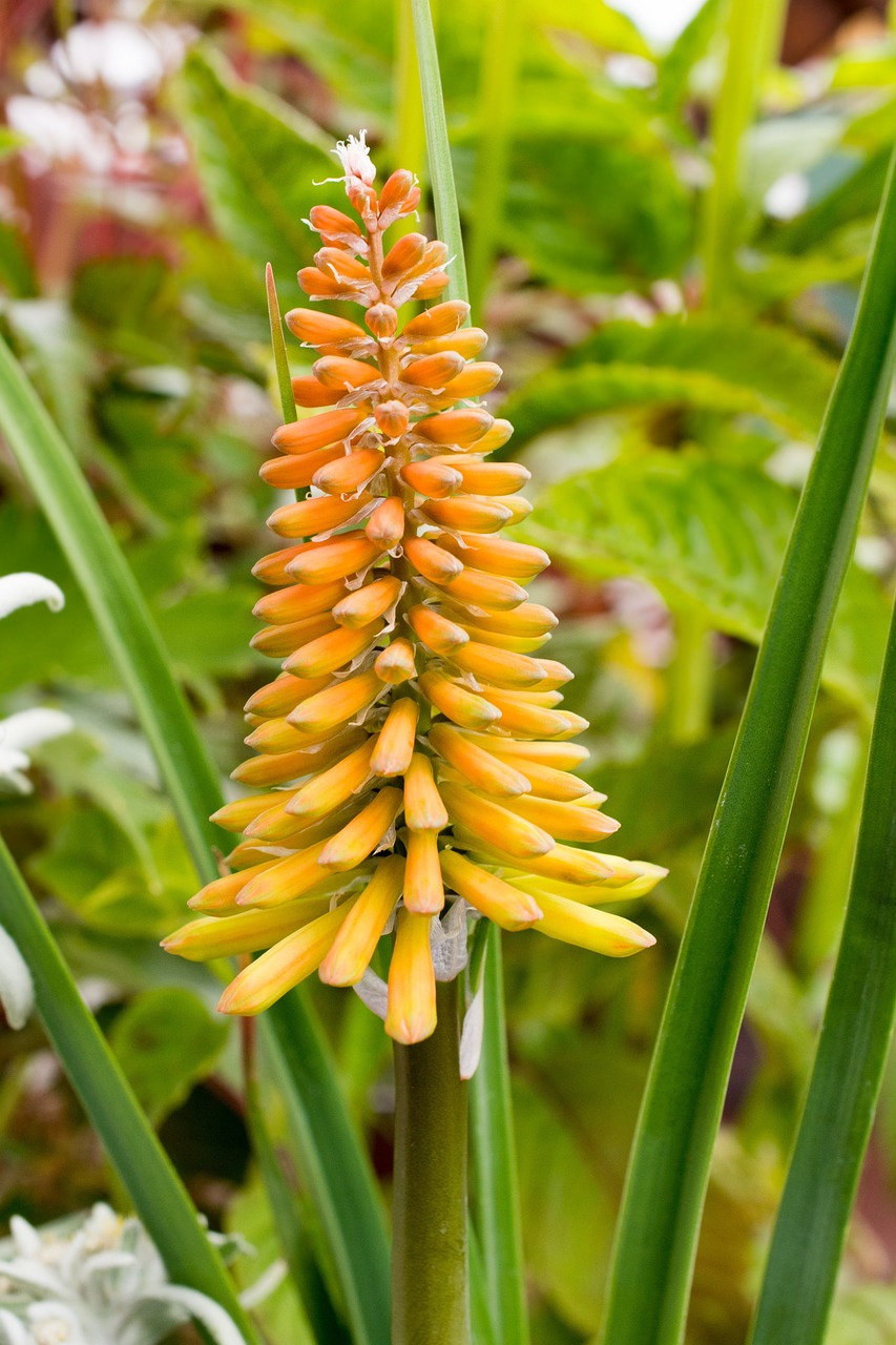 a close up of a flower on a plant, by Robert Brackman, hurufiyya, corn, orange pastel colors, a very tall, glossy yellow
