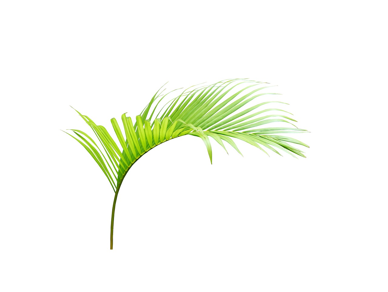 a close up of a palm leaf on a white background, an illustration of, by Tadashi Nakayama, shutterstock, isolated on white background, light lighting side view, the palms come from the ground, semi realistic