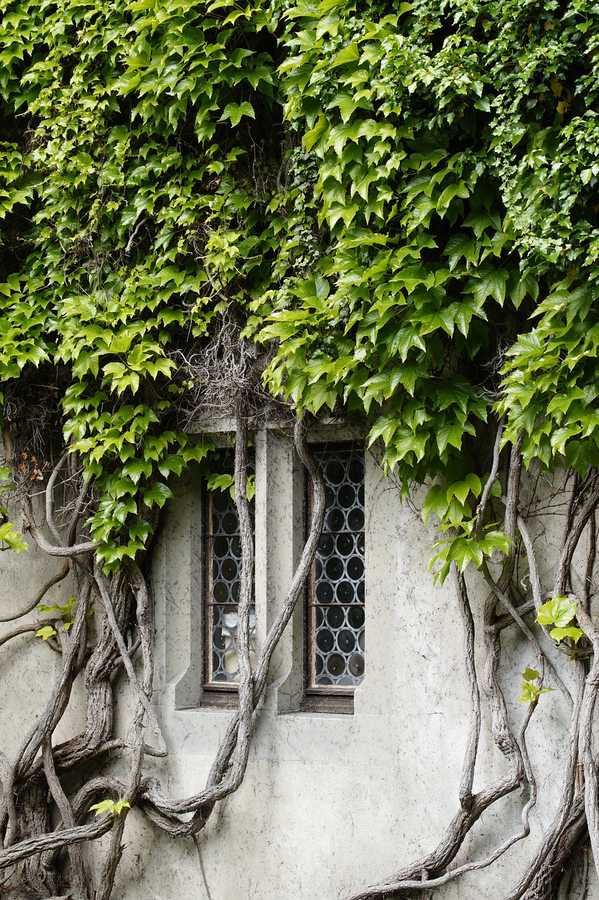 a fire hydrant sitting in front of a wall covered in vines, a photo, inspired by Patrick Dougherty, shutterstock, renaissance, house windows, dressed in a medieval lacy, overhanging branches, lush green