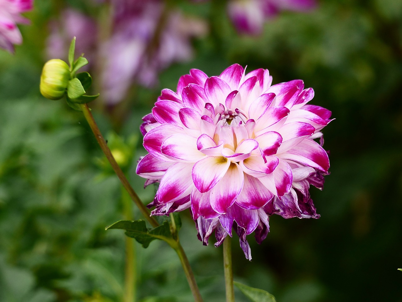 a close up of a purple and white flower, arabesque, dahlias, beautiful flower, flower garden summer morning, high quality product image”