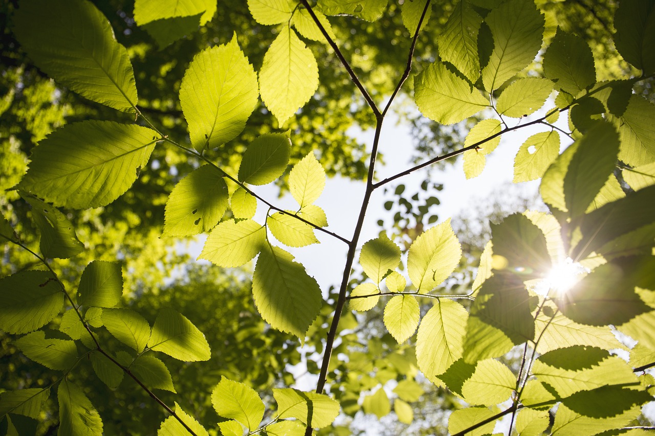 the sun shines through the leaves of a tree, a picture, by Erwin Bowien, visual art, betula pendula, istock, low angle photo, leaves trap