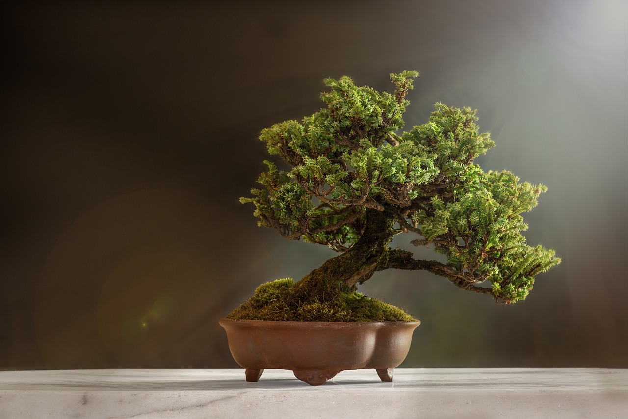 a bonsai tree sitting on top of a table, a tilt shift photo, minimalism, cinematic back lit lighting, unique pot made for houseplants, full body wide shot, mossy trunk