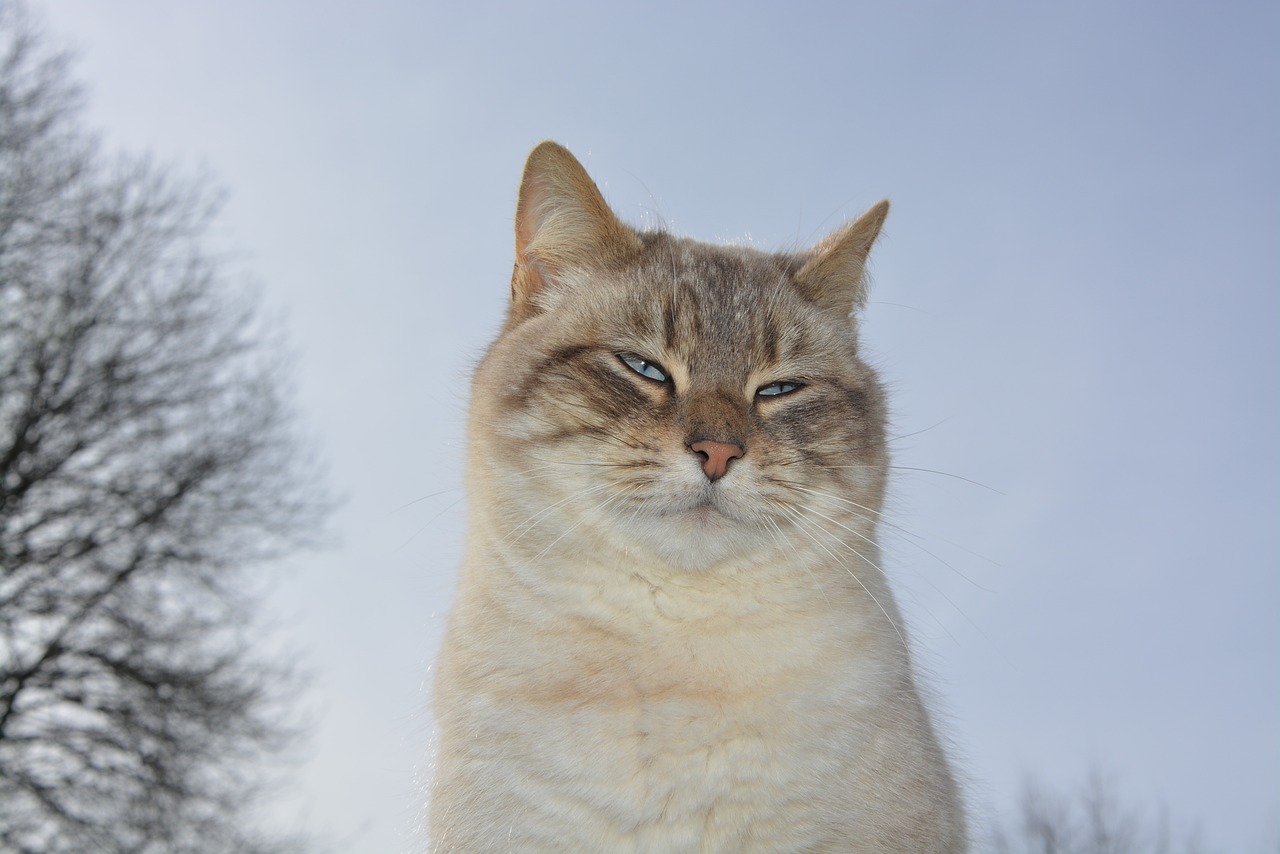 a cat that is sitting in the snow, mingei, low angle photo, blond furr, close up portrait photo, very accurate photo