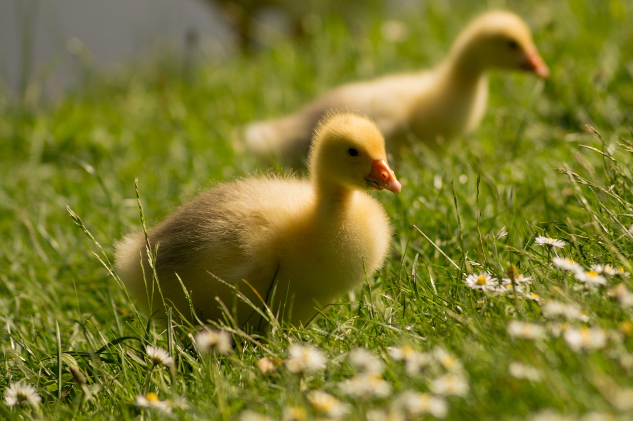 a couple of ducks that are standing in the grass, a picture, by Hans Schwarz, shutterstock, lying on a bed of daisies, 20mm film, depth of field!, menacing!