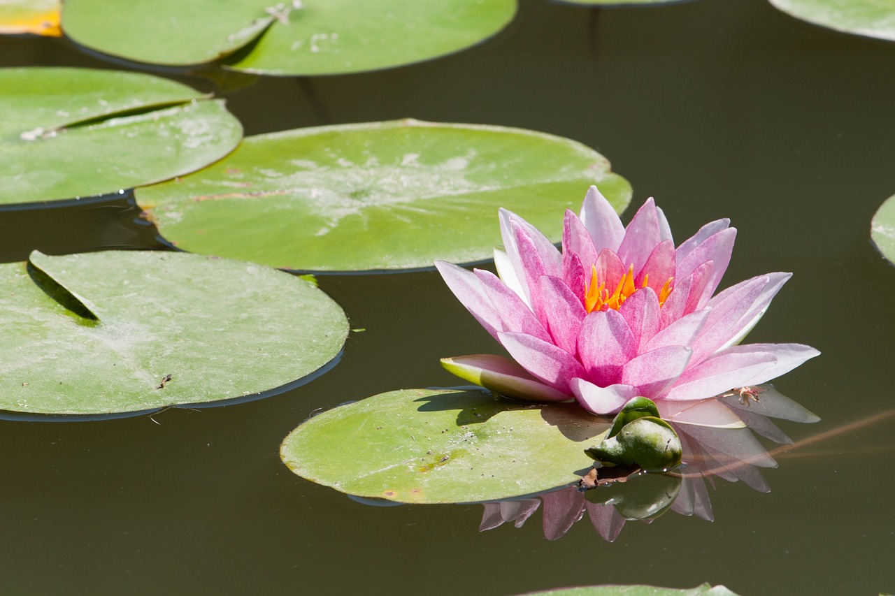 a pink flower floating on top of a body of water, inspired by Ethel Schwabacher, shutterstock, hurufiyya, lying on lily pad, botanic garden, 3 4 5 3 1, martin mottet