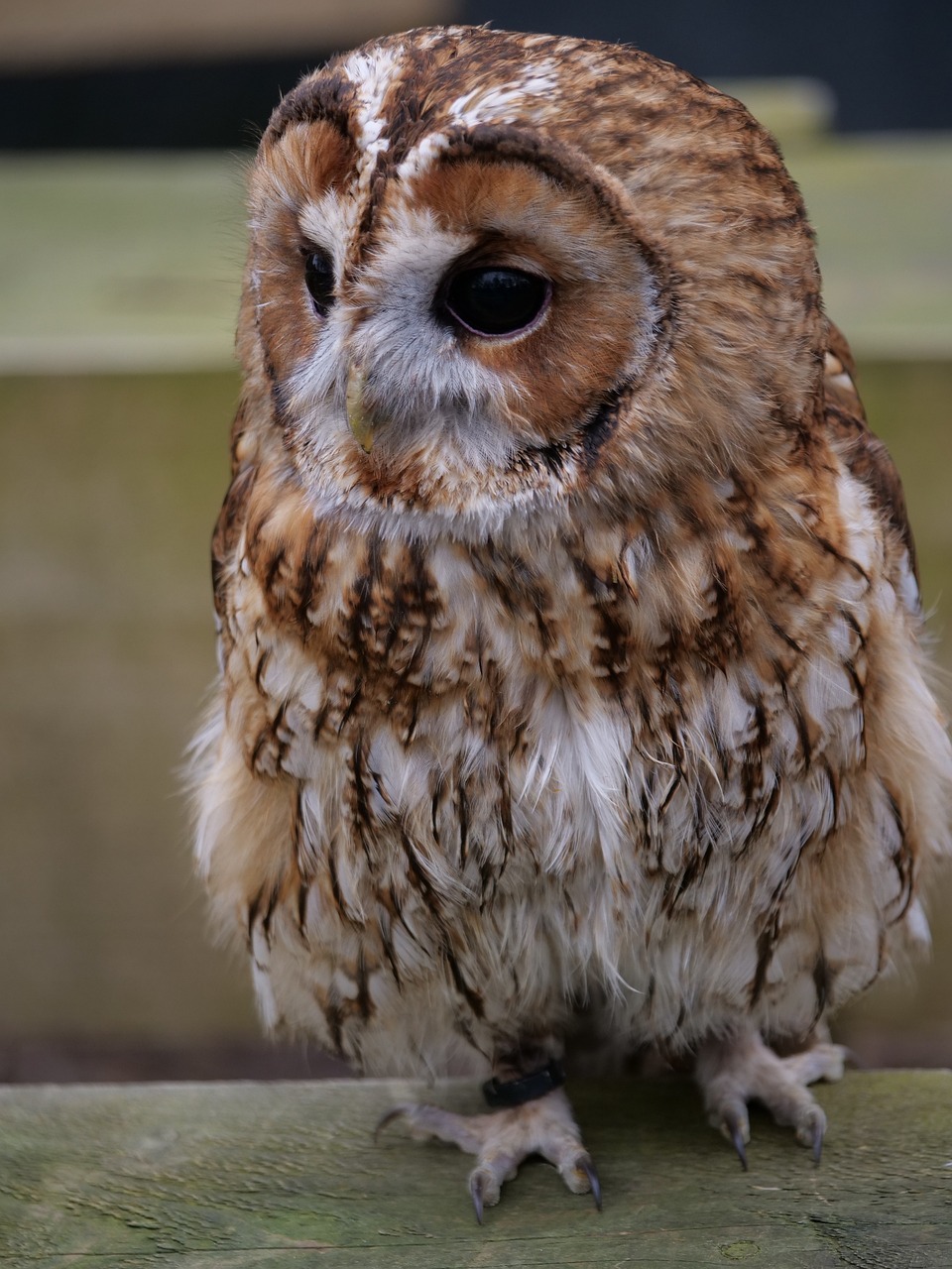 a brown and white owl sitting on top of a wooden table, shutterstock, hurufiyya, closeup 4k, stock photo, 33mm photo