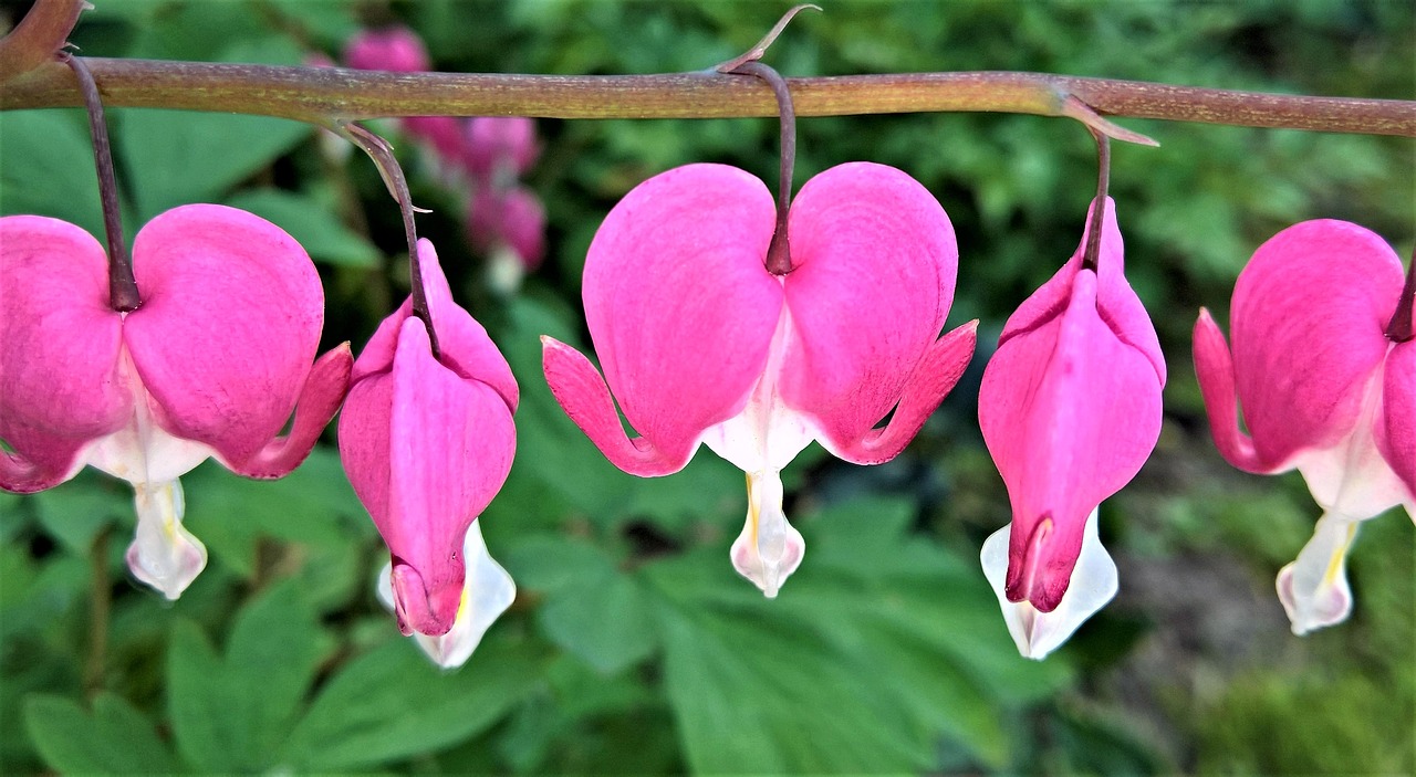 a bunch of pink flowers hanging from a branch, by Karl Völker, pixabay, several hearts, in salvia divinorum, fully symmetrical, large noses