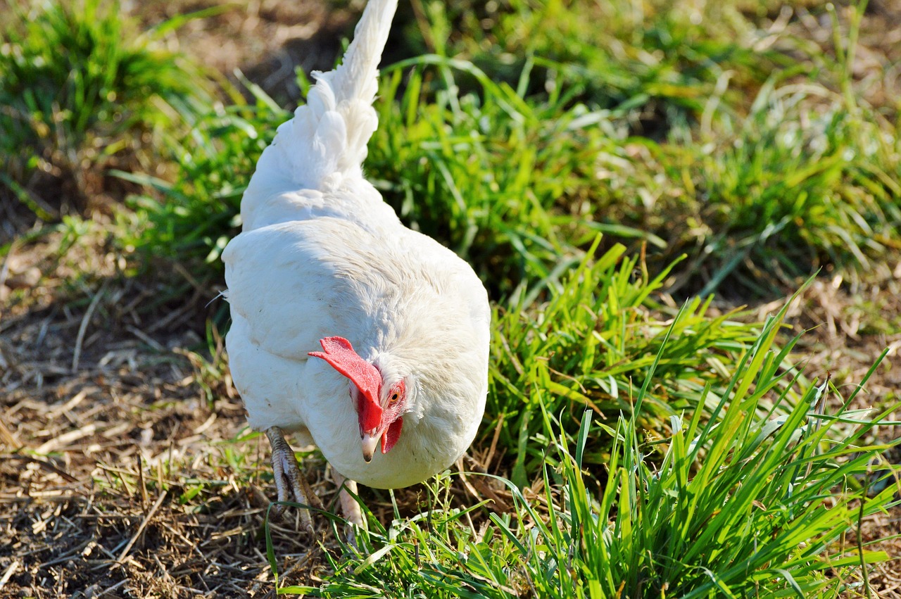 a white chicken standing on top of a grass covered field, a portrait, shutterstock, grazing, ready to eat, closeup photo, sunny morning