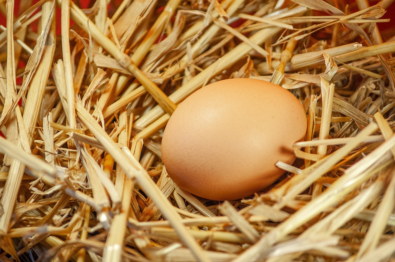 a brown egg sitting on top of a pile of straw, a stock photo, renaissance, close up image, top down photo