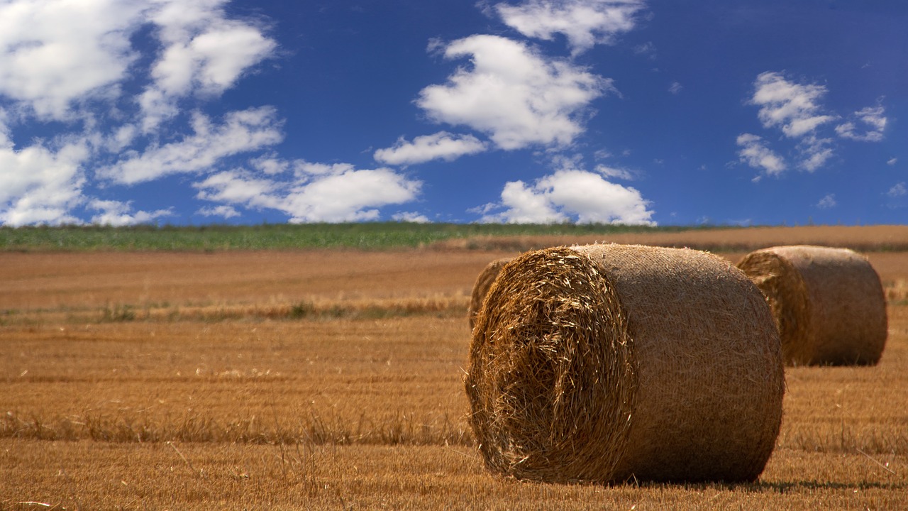 hay bales in a field with a blue sky in the background, a stock photo, flickr, vertical wallpaper, “puffy cloudscape, by joseph binder, [ digital art