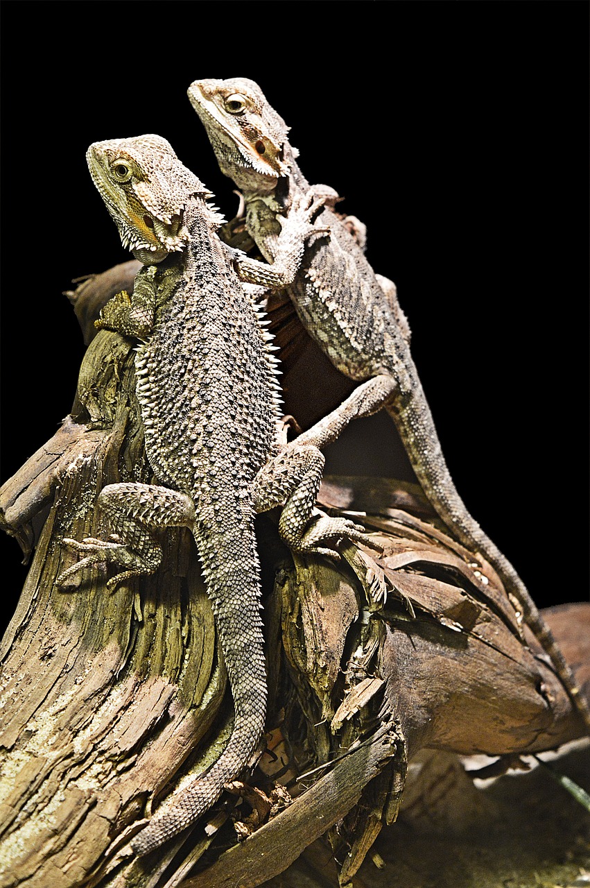 a couple of lizards sitting on top of a tree branch, a photo, by Matthew D. Wilson, fine art, dragon armor, pale white detailed reptile skin, posing!!, vivarium