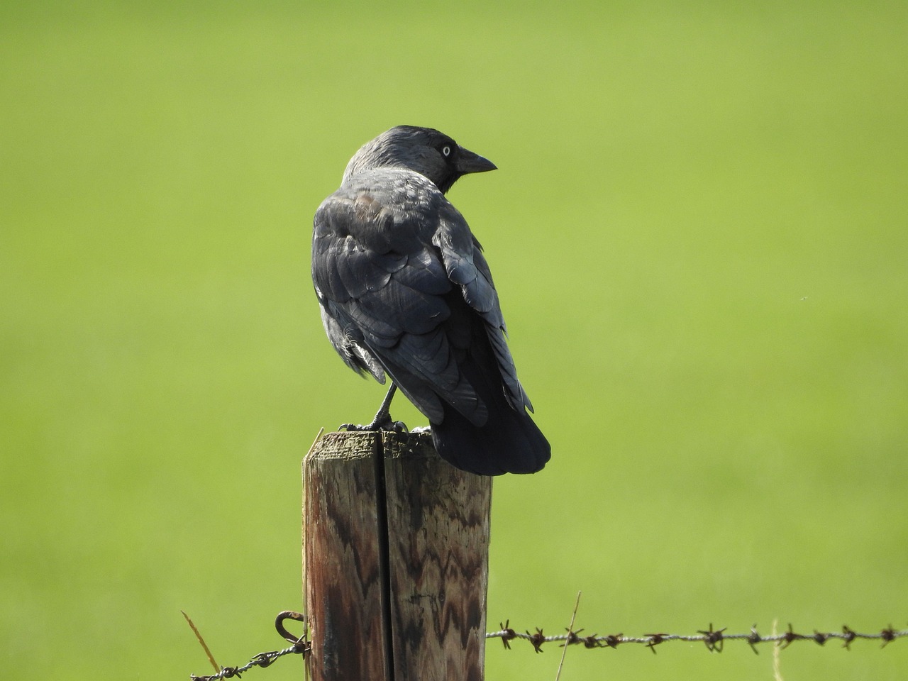 a black bird sitting on top of a wooden post, inspired by Gonzalo Endara Crow, renaissance, in the middle of a field, high res photo, idaho, full body close-up shot