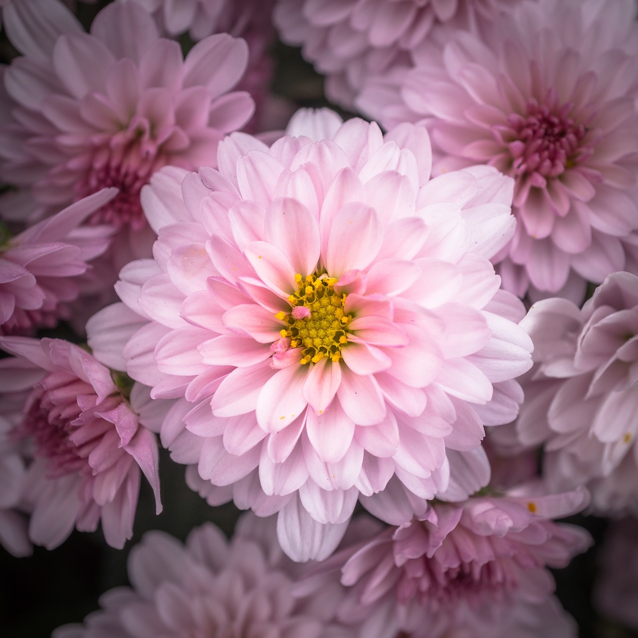 a close up of a bunch of pink flowers, by Josef Dande, chrysanthemum eos-1d, elaborated depth of field, sakura bloomimg, allan houser