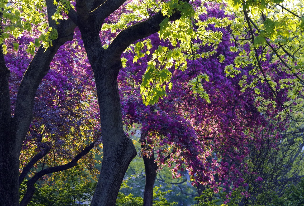 a person sitting on a bench under a tree, a picture, by Harold von Schmidt, shutterstock, romanticism, purple flower trees, back - lit, green magenta and gold, arbor