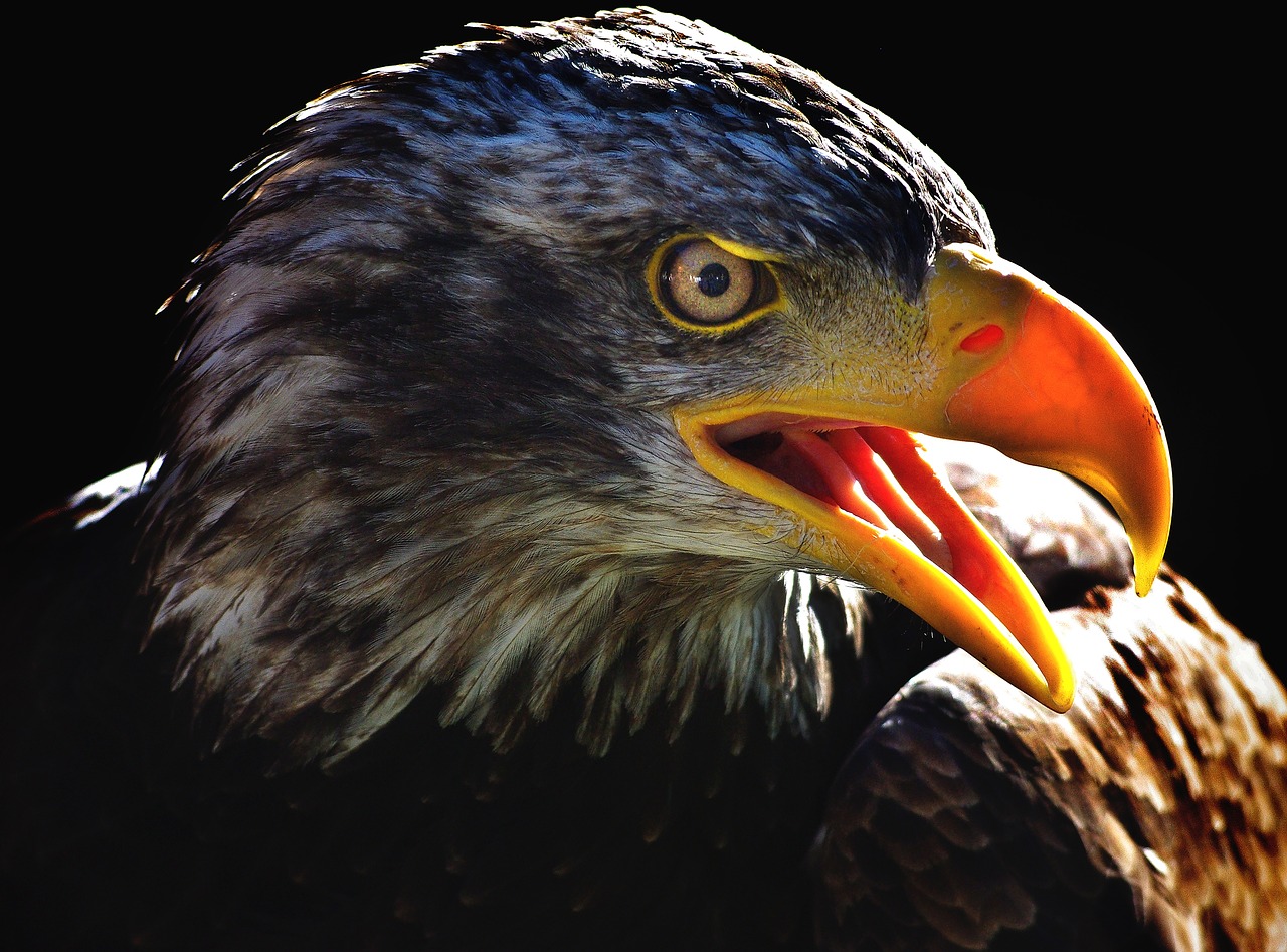 a close up of a bird of prey with its mouth open, a portrait, by Jan Rustem, pexels, photorealism, intense sunlight, patriot, high contrast!, portrait of a old
