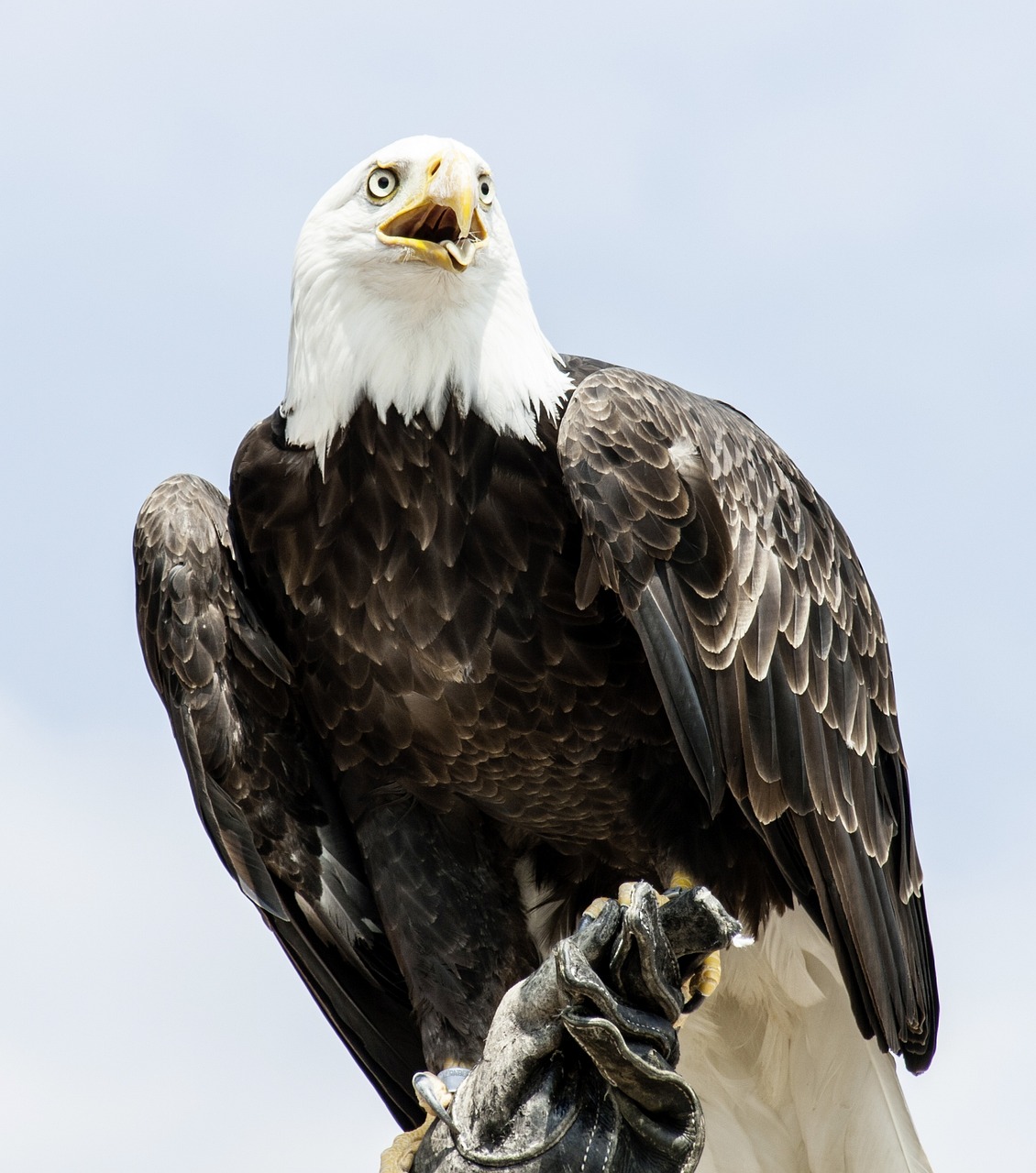 a bald eagle sitting on top of a wooden post, a portrait, by Jim Manley, shutterstock, waving, closeup photo, low angle photo, the large birds of war