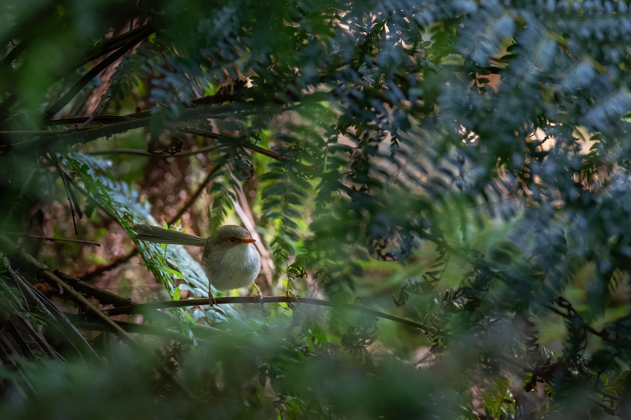 a small bird sitting on top of a tree branch, a picture, by Robert Brackman, new zealand, hidden in the forest, cinematic morning light, hiding behind obstacles