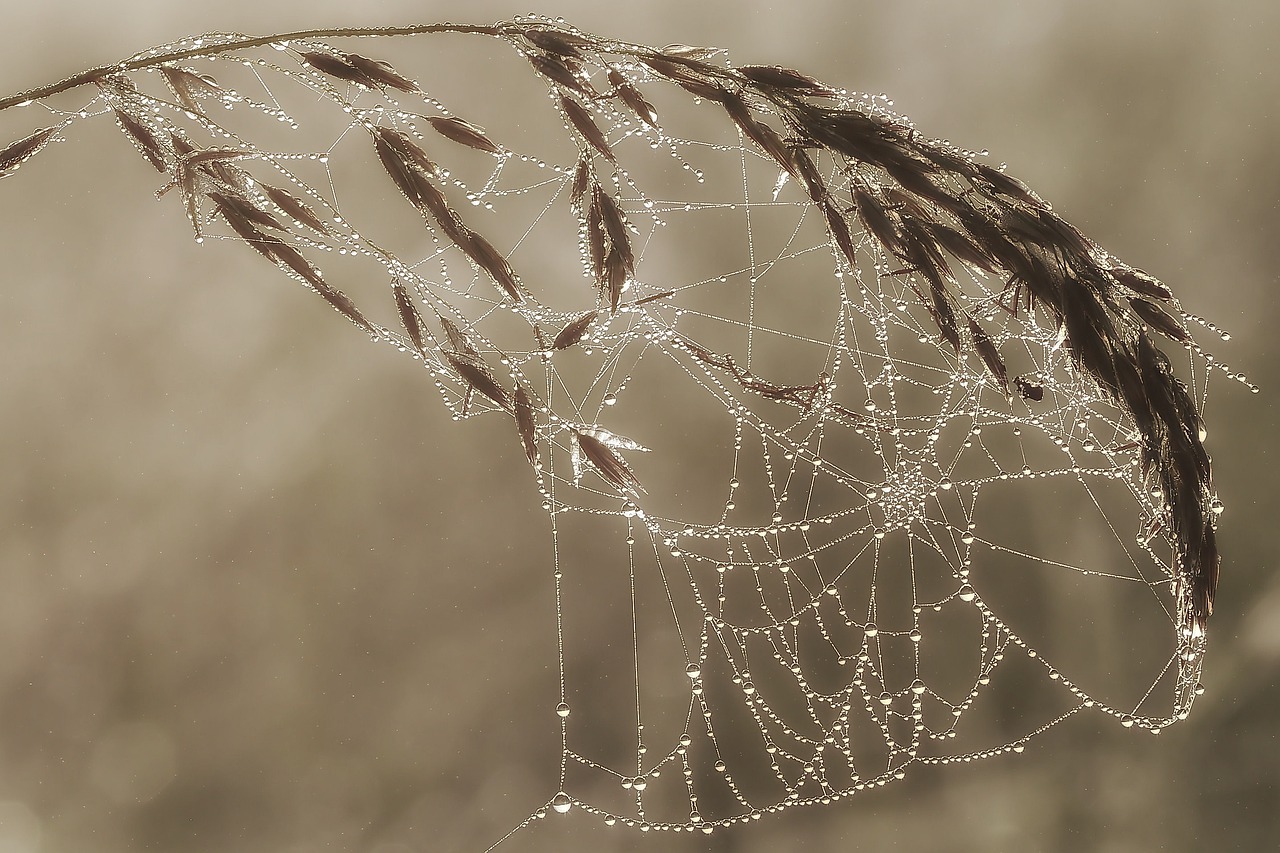 a spider web with water droplets on it, a macro photograph, inspired by Arthur Burdett Frost, pixabay, net art, dry grass, wisps of fog, soft autumn sunlight, strings of pearls