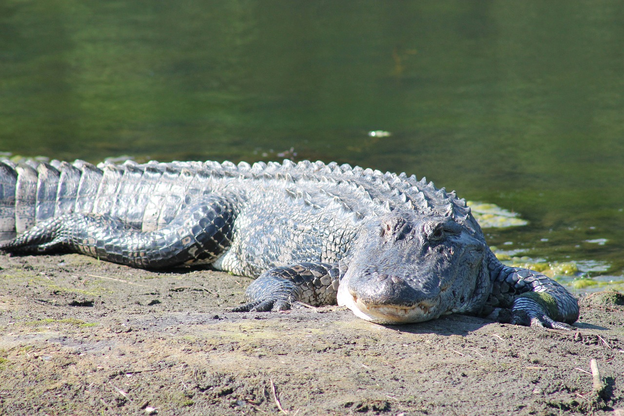 a large alligator laying on the ground next to a body of water, a photo, by Lorraine Fox, beautiful sunny day, gray mottled skin, sleepers, footage