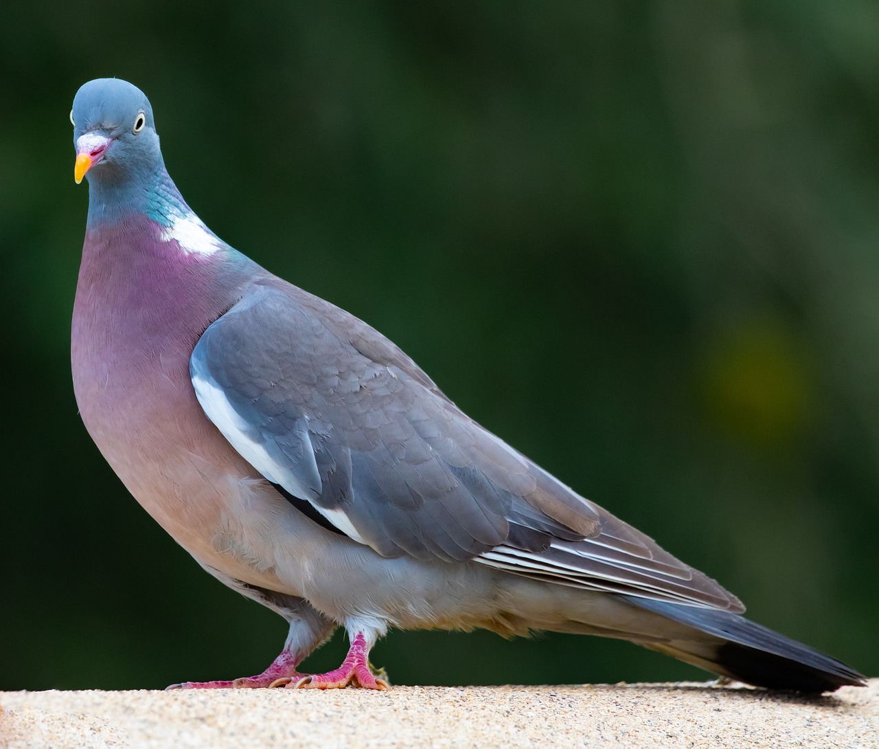 a close up of a pigeon on a ledge, a portrait, by Jan Rustem, shutterstock, purple. smooth shank, full length shot, long pointy pink nose, outdoor photo