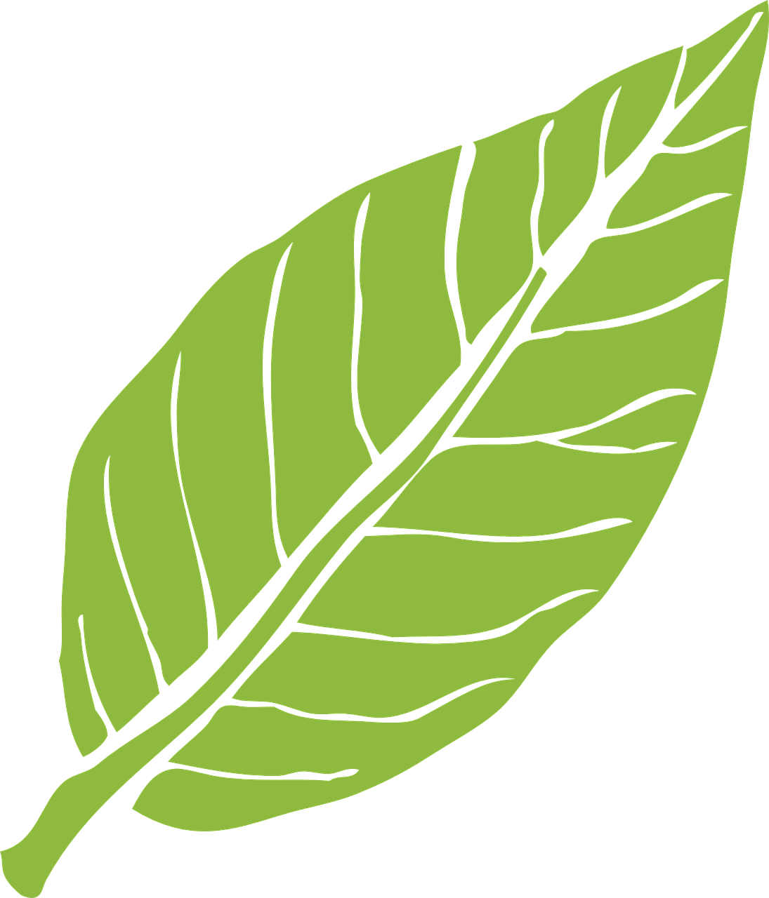 a green leaf on a black background, inspired by Masamitsu Ōta, drawn in microsoft paint, ivan bolivian, magnolia, insignia
