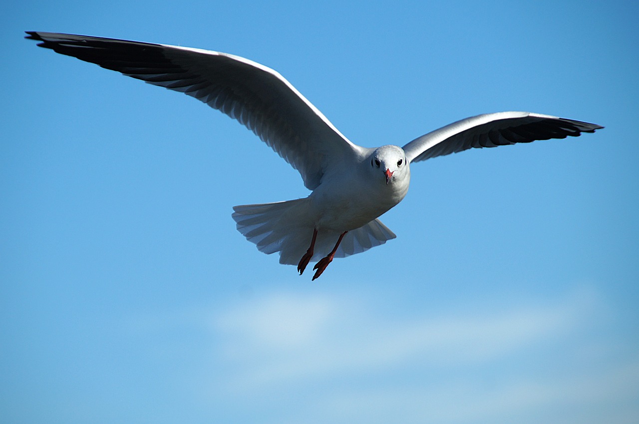 a white bird flying through a blue sky, a picture, australian, big beak, shiny silver, bald