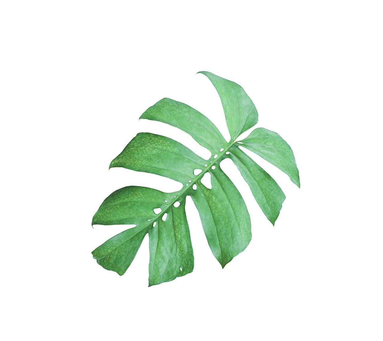 a close up of a leaf on a white background, a stock photo, realistic style, tempera, high quality product photo, a plant monster