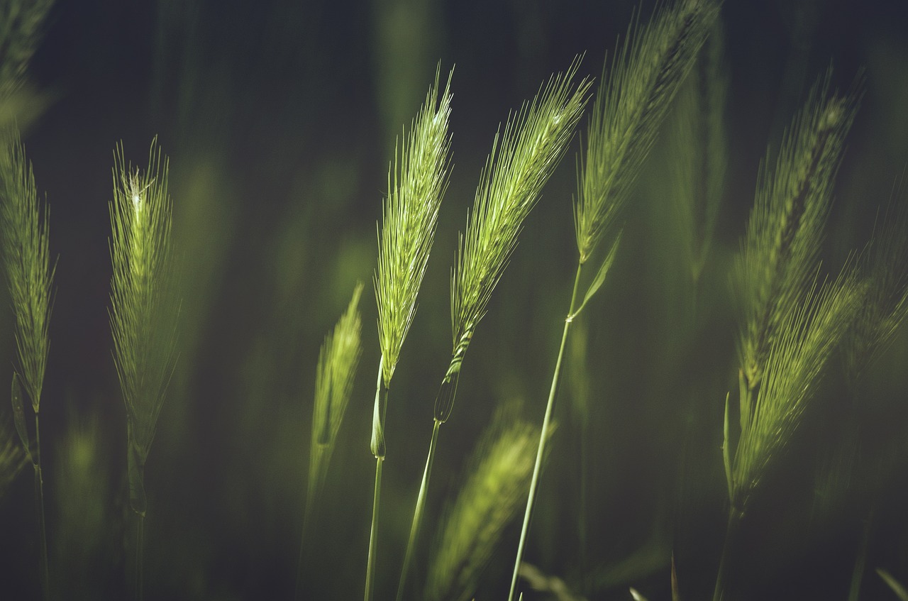 a bunch of green grass blowing in the wind, a macro photograph, symbolism, cinematic feeling, immense wheat fields, against dark background, backlit ears