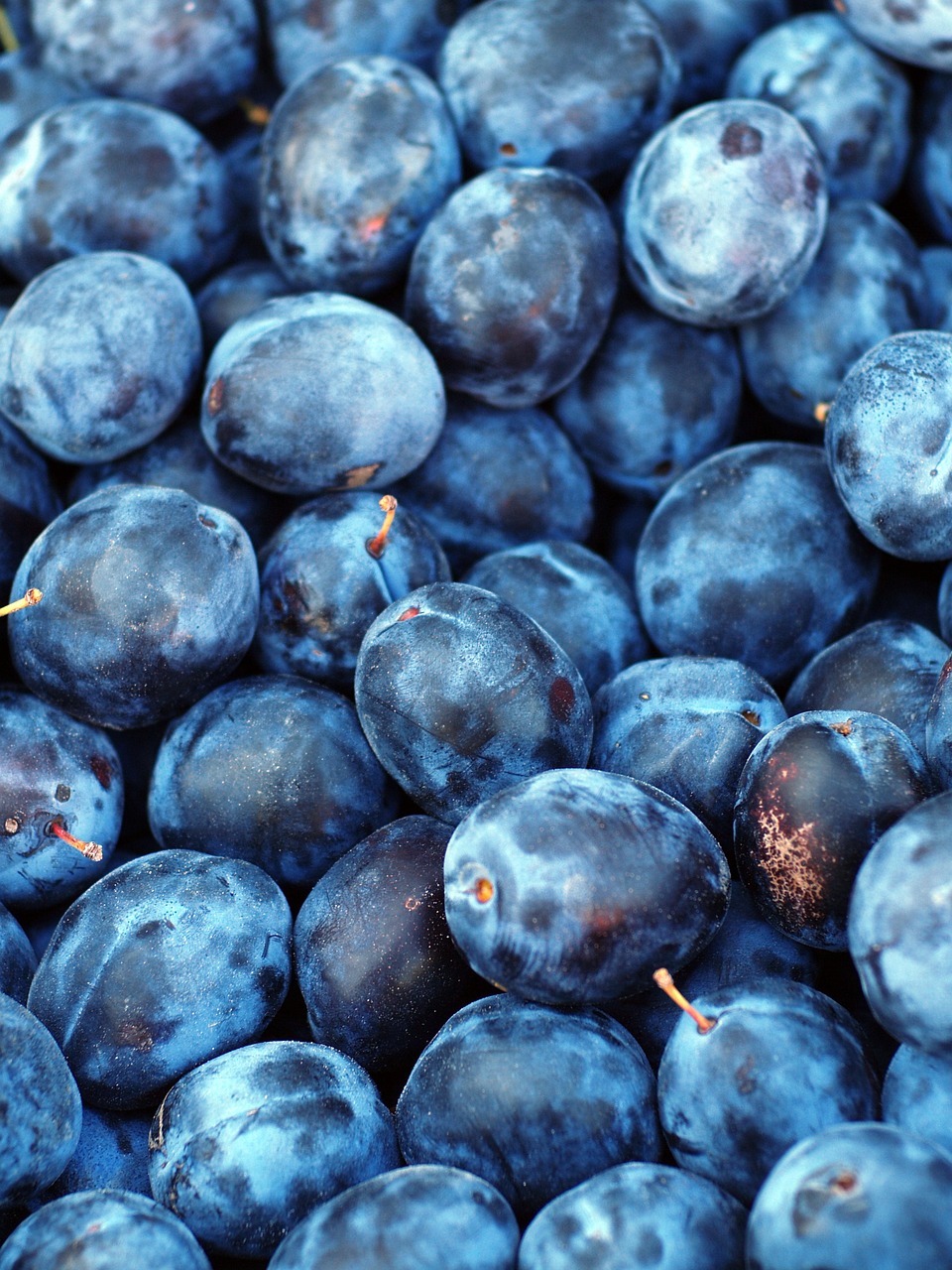 a pile of blue plums sitting on top of each other, a stock photo, pexels, berries inside structure, grain”, carl friedrich, wallpaper!