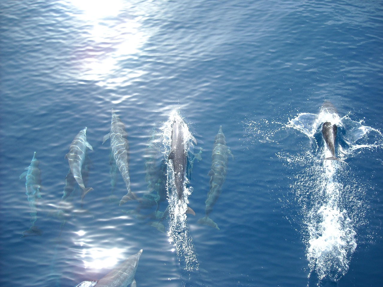 a group of dolphins swimming in the ocean, by Ken Elias, flickr, great light and shadows”, photo taken from a boat, tie-dye, shiny silver