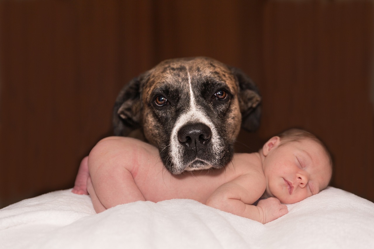 a dog laying on top of a baby on a bed, a stock photo, by Juan O'Gorman, shutterstock, boxer, piercing eyes, portait photo, pits