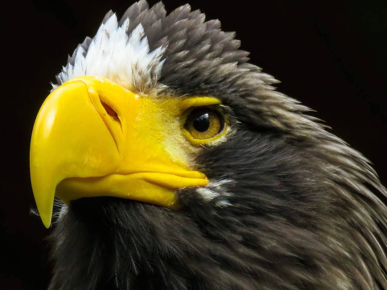 a close up of a bird of prey, a portrait, by Dietmar Damerau, pexels contest winner, photorealism, with a yellow beak, portrait of rugged zeus, museum quality photo, stock photo