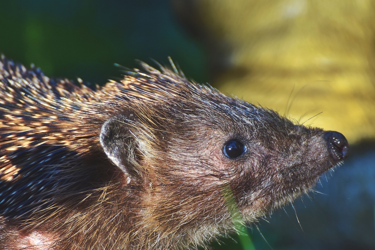 a close up of a hedgehog with a blurry background, renaissance, 3 4 5 3 1, 4k detail post processing, portrait of a gnoll, eye - level view