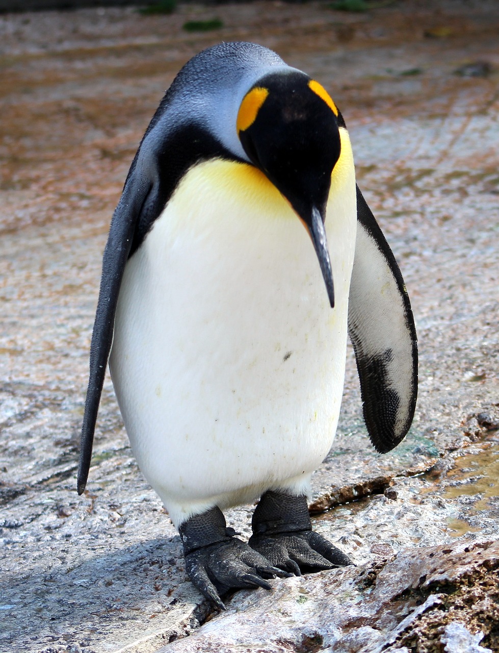 a close up of a penguin on a rock, by Robert Brackman, shutterstock, draped in shiny gold and silver, focus on his foot, modern very sharp photo, stock photo