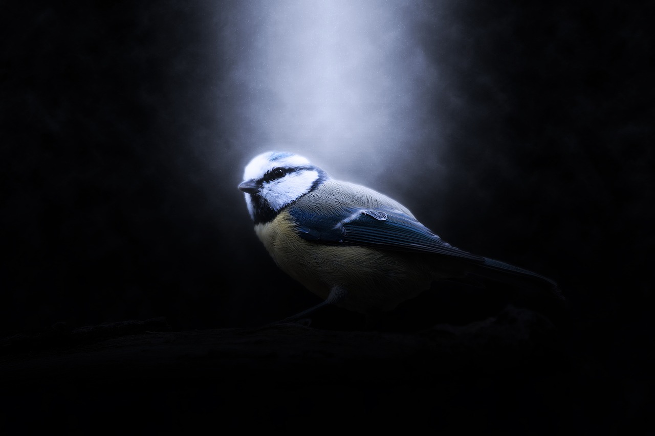 a small blue bird sitting on top of a rock, inspired by Paul Bird, pexels contest winner, digital art, glowing with silver light, 4k vertical wallpaper, low key dramatic lighting, style of titmouse animation