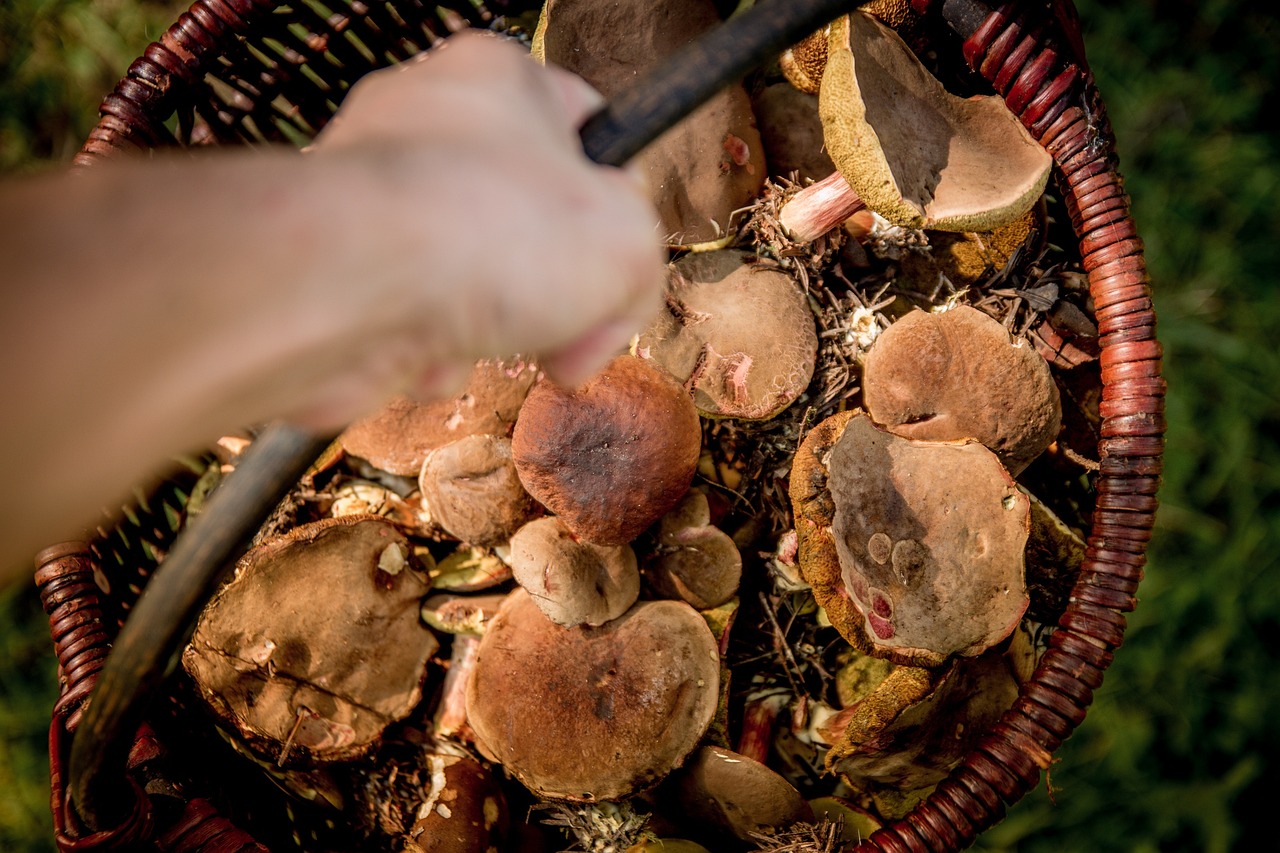 a person holding a knife over a basket full of mushrooms, by Dietmar Damerau, process art, view from bottom to top, digging, snap traps of dionaea muscipula, top down photo