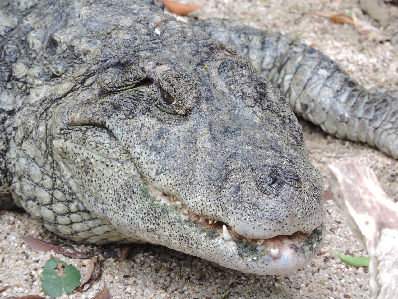 a large alligator laying on top of a sandy ground, a portrait, by Emanuel Witz, sumatraism, closeup of the face, very very happy!, gray mottled skin, grinning lasciviously