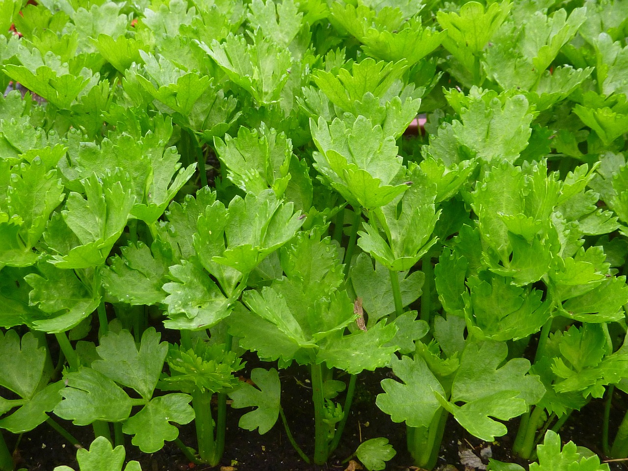 a close up of a bunch of green plants, hurufiyya, celery man, listing image, after rain, medium detail