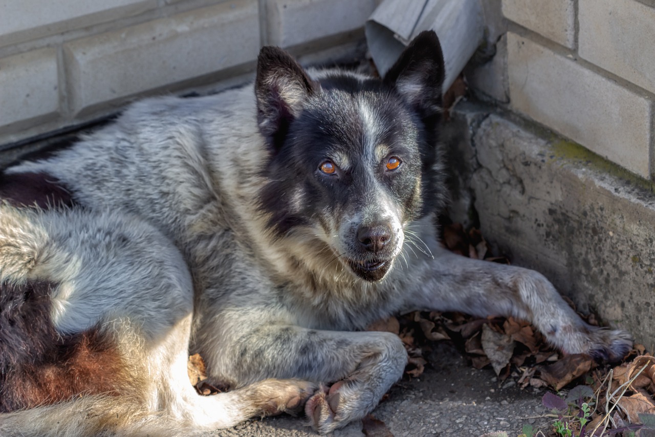 a dog that is laying down on the ground, a pastel, by Stefan Gierowski, shutterstock, anthropomorphic wolf male, markings on her face, black hair and large eyes, portrait of a old