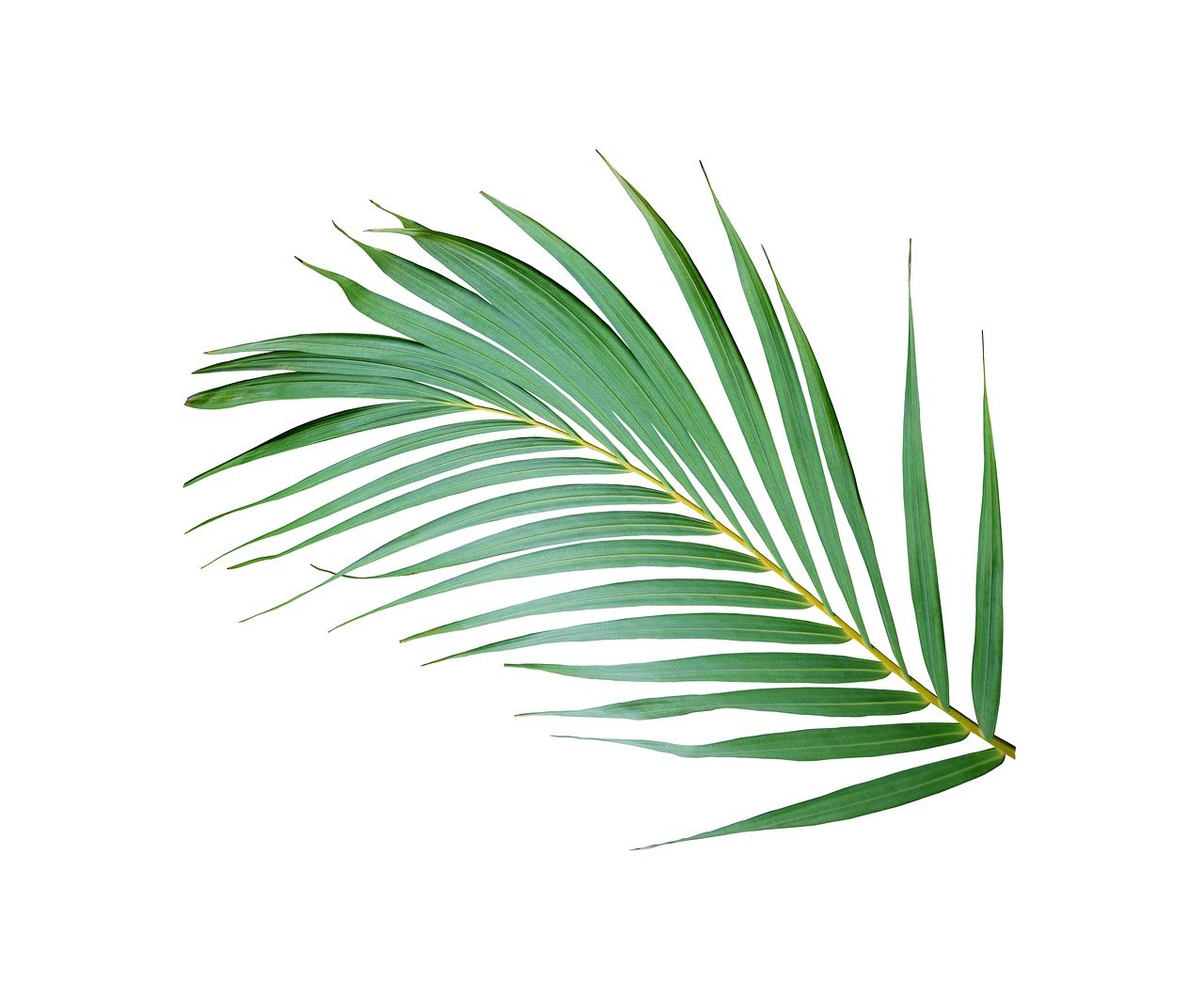 a close up of a palm leaf on a white background, a stock photo, catalog photo, beautiful composition, top down photo, very accurate photo