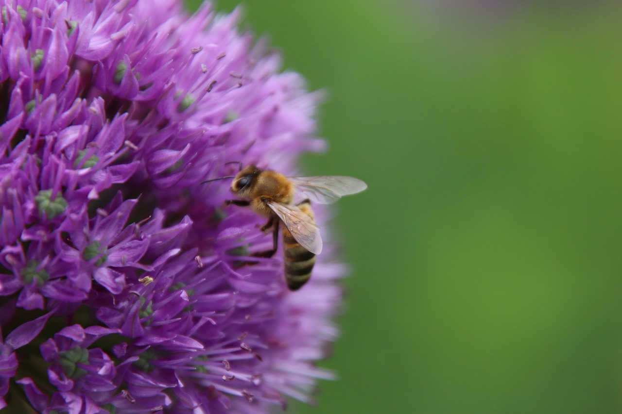 a bee sitting on top of a purple flower, by Robert Brackman, photo 85mm, jen yoon, digital photograph, fleurfurr