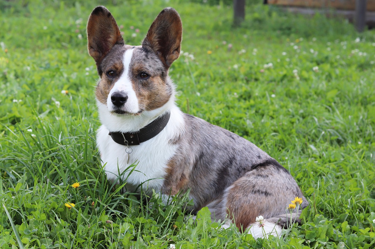 a dog that is sitting in the grass, a portrait, by Maksimilijan Vanka, shutterstock, corgi, spiked collars, family photo, detailed zoom photo