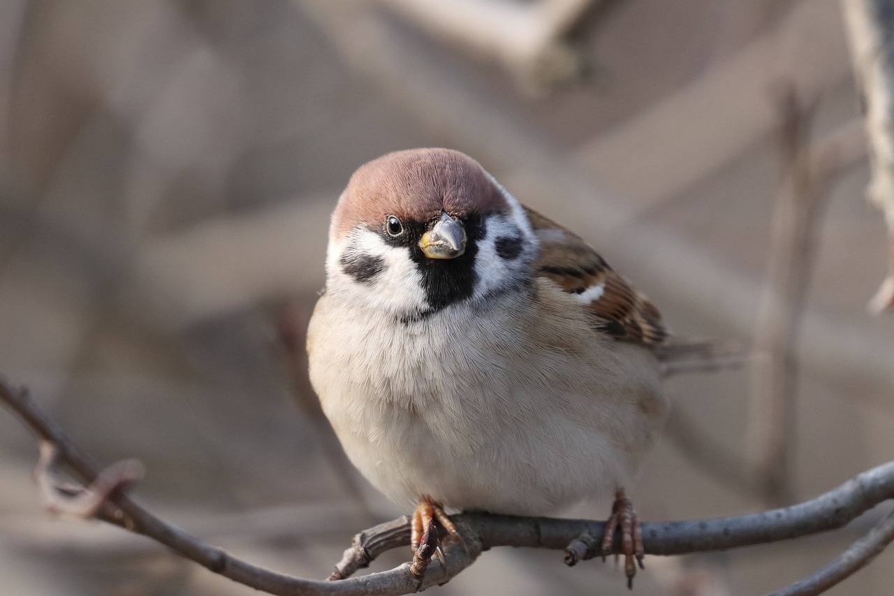 a small bird sitting on top of a tree branch, a portrait, happening, pale round face, sparrows, with a large head and big eyes, brown hair and large eyes