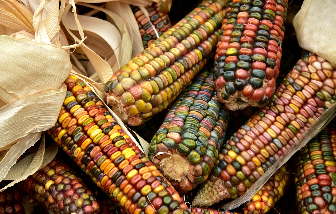 a pile of colorful corn sitting on top of a table, renaissance, native american art, earth tone colors, genetic, abcdefghijklmnopqrstuvwxyz