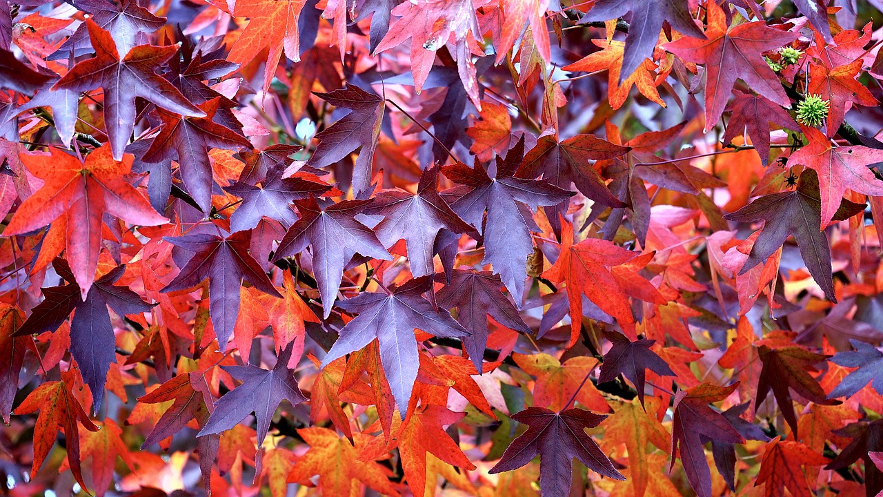 a close up of a bunch of leaves on a tree, a photo, by Nancy Spero, purple and red colors, in style of mike savad”, orange purple and gold ”