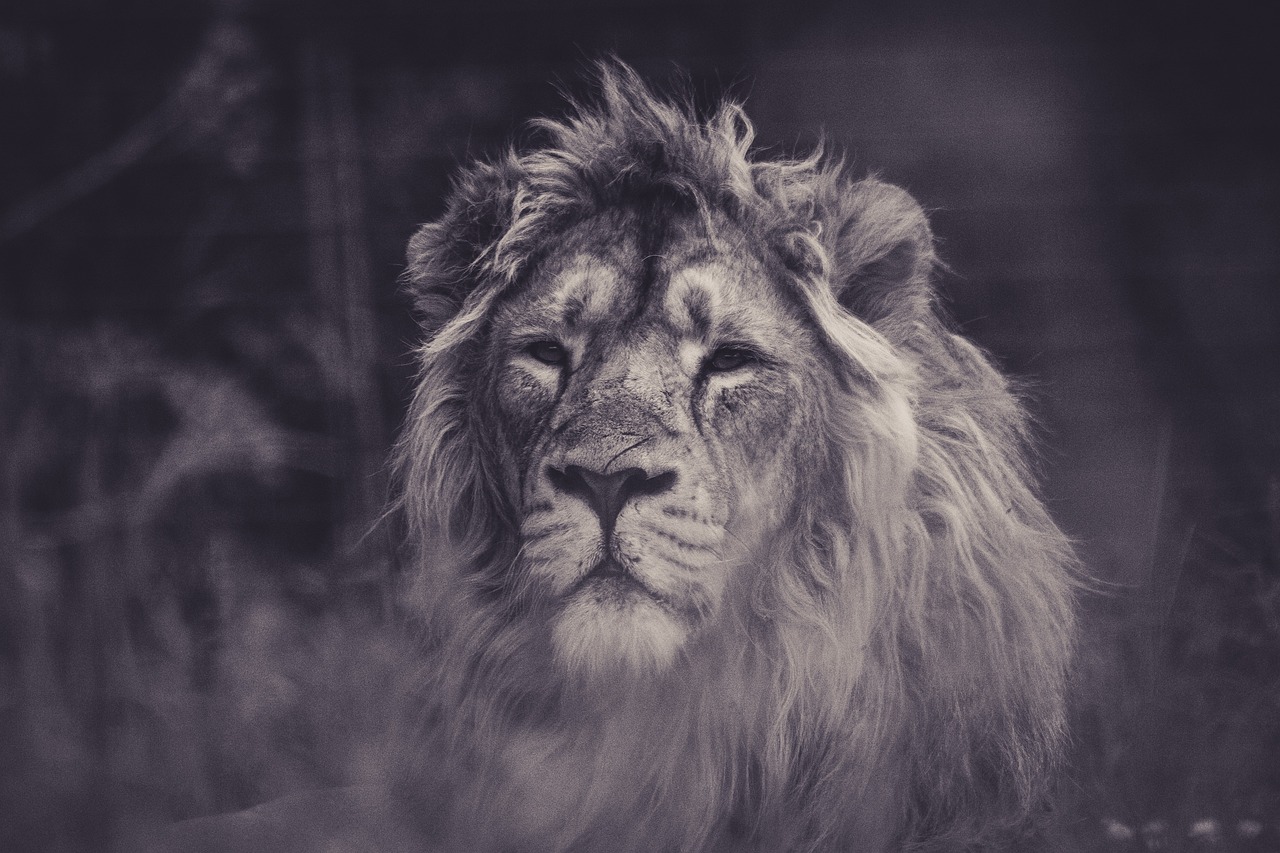 a black and white photo of a lion, romanticism, with instagram filters, with closed eyes, 33mm photo